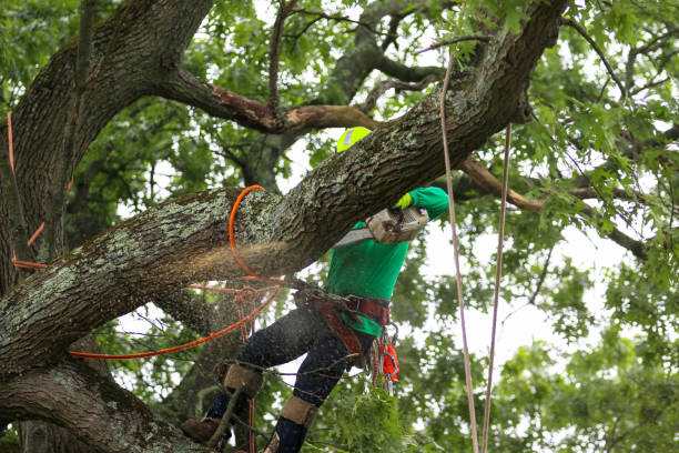 Trusted Lawrence, MA Tree Services Experts